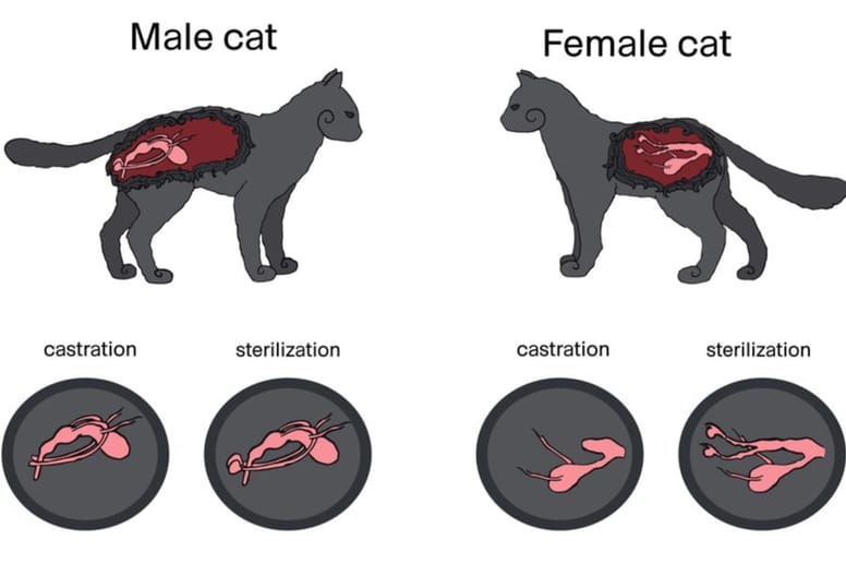 Kater Wird Nach Kastration Von Katze Angefaucht Katze und Kater kastrieren: Fragen und Antworten